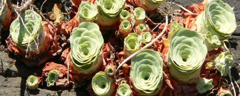 多肉山地玫瑰的养殖方法和注意事项