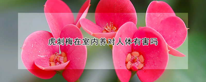 虎刺梅在室内养对人体有害吗