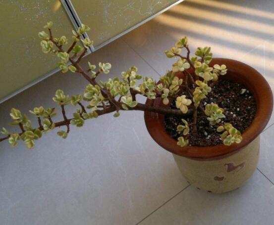 雅乐之舞适合什么花盆，陶盆、紫砂盆、泥瓦盆最为合适