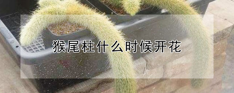 猴尾柱什么时候开花