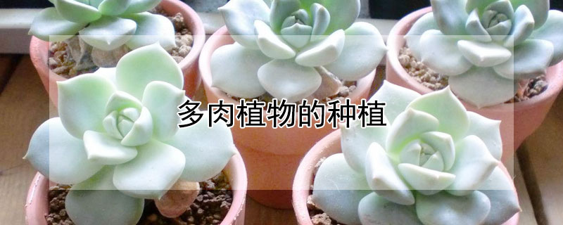 多肉植物的种植