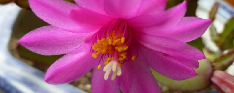 落花之舞怎么养