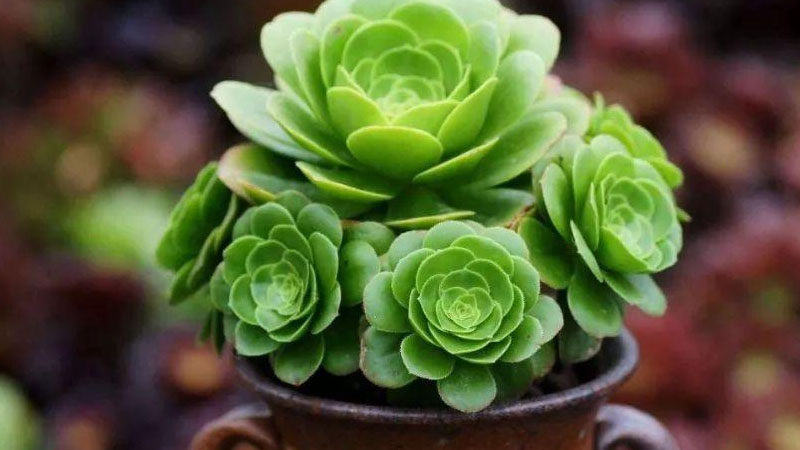 法师多肉植物的养殖方法和注意事项