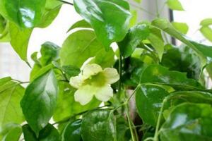 绿宝树的养殖方法和注意事项，既可全日照又耐半阴