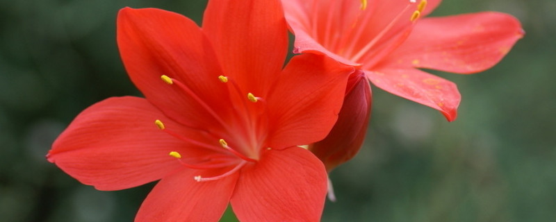 紫根兰怎么生根快