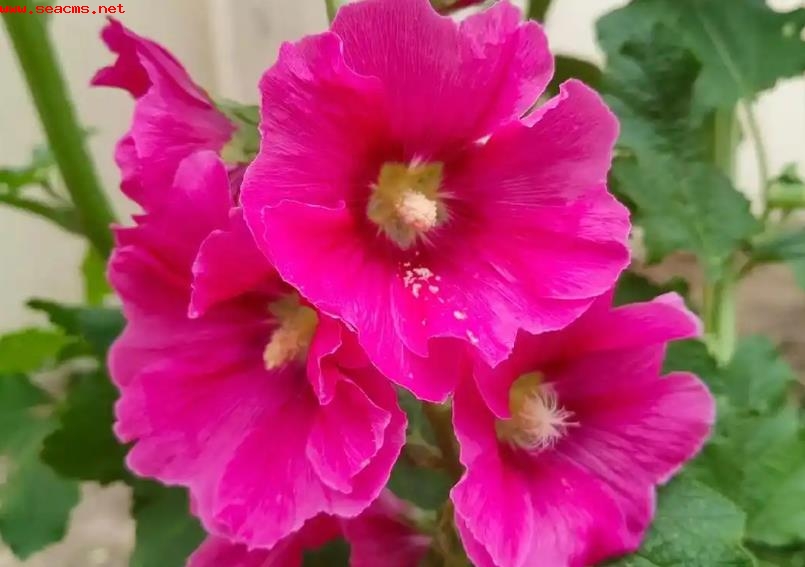 蜀葵几月份播种几月份开花？