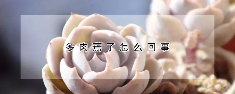 多肉蔫了怎么回事
