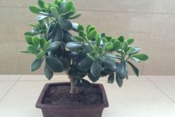 燕子掌冬季养殖方法，增强光照并减少肥水