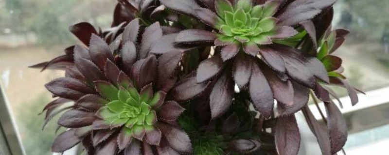 缀化法师怎么浇水