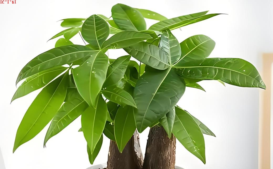 发财树的寓意与摆放风水象征介绍