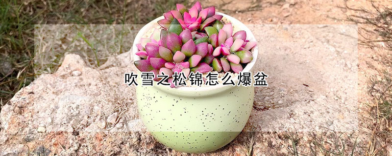 吹雪之松锦怎么爆盆