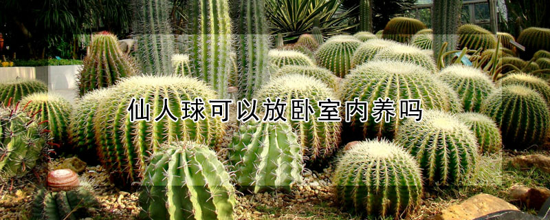 仙人球可以放卧室内养吗