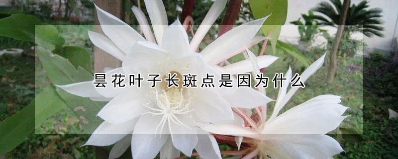 昙花叶子长斑点是因为什么
