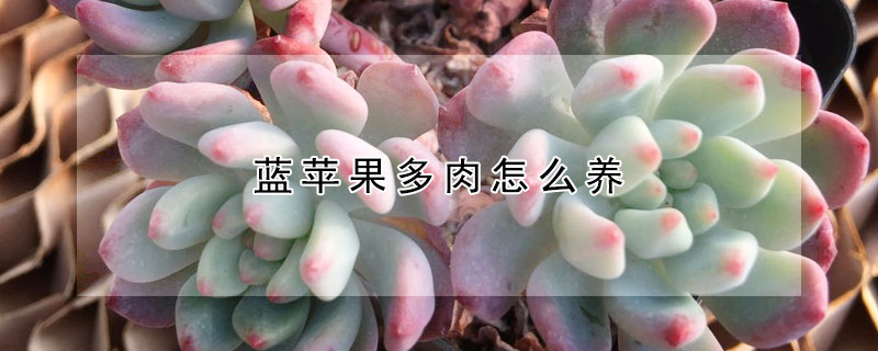 蓝苹果多肉怎么养