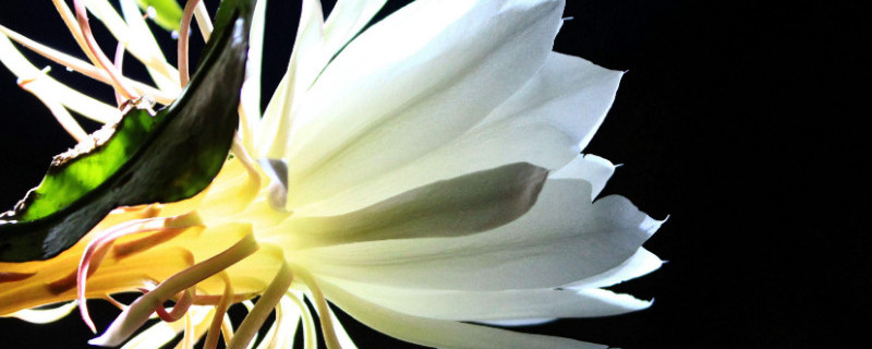 昙花为什么只长叶子