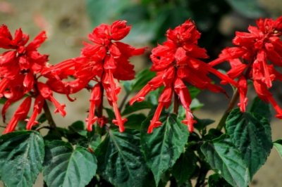 一串红的养殖方法和注意事项