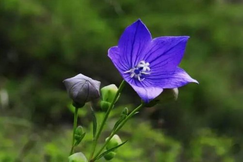 桔梗花花语，桔梗花 永恒的爱与无望的爱