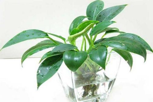 金钻花为何叫辟邪王，详解金钻花的风水作用