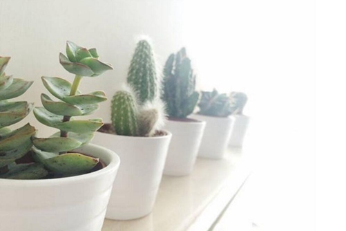 多肉冬天怎么养，如何让多肉安全越冬?