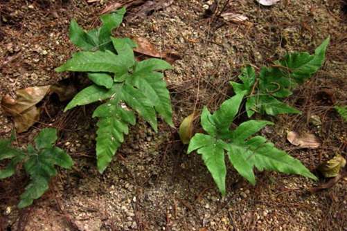 海金沙的功效与作用可清热利胆，海金沙的价格贵吗？