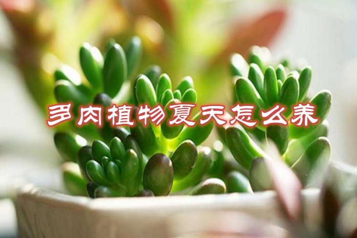 多肉植物夏天怎么养，注意这四点让多肉植物安全度夏