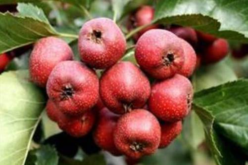 吃什么水果养胃？胃不好吃这几种水果最佳