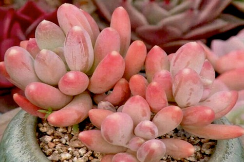 长叶京美人多肉的养殖方法，窈窕淑女，美人好逑