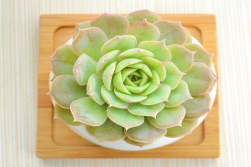 昂斯诺多肉怎么养护,四种方法养出昂斯诺多肉的混合色