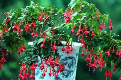 倒挂金钟的养殖方法和注意事项