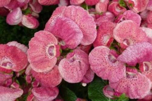 荷包花怎么养？荷包花 荷包满满，金银多多