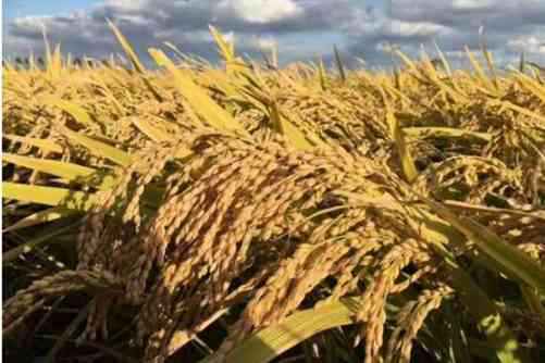 东北水稻最新价格，附最新水稻价格