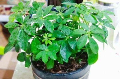 鸭掌木怎么养？家中盆栽鸭掌木有什么好处？