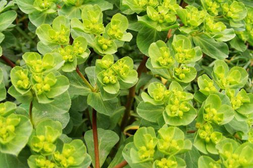 乳浆大戟的辨别方法, 乳浆大戟的功效与作用介绍