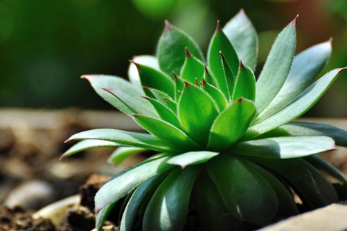 观音莲养殖的方法 观音莲怎么养才盆盆爆满