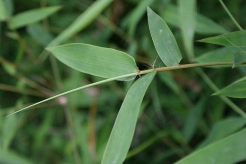竹叶的功效与作用 能清热除烦，还能生津及利尿