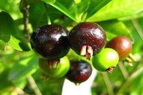 嘉宝果的功效和作用，嘉宝果看着像葡萄吃着像山竹