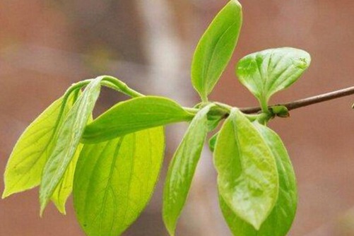 柿子叶可以祛斑吗？原来柿子叶还有这用途