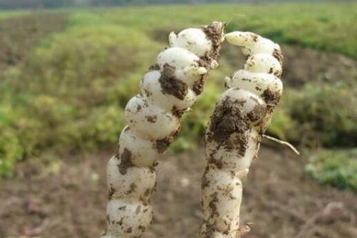 螺丝菜的做法是什么？螺丝菜最健康吃法介绍