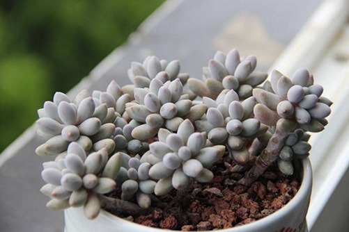 多肉婴儿手指繁殖方法 这样养能让婴儿手指多肉变得粉呼呼