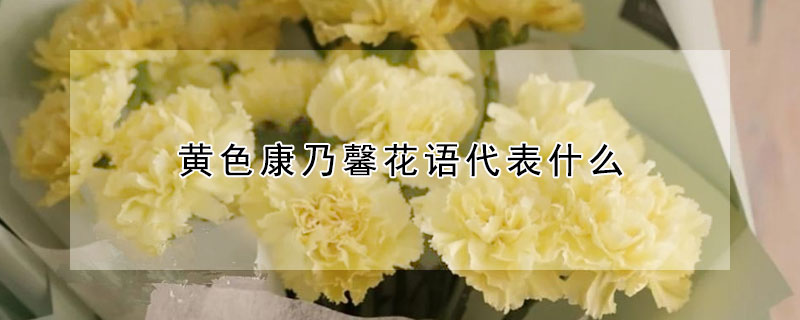 黄色康乃馨花语代表什么