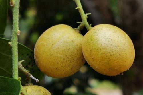 黄皮果做法，黄皮果试试这样吃，好吃又解馋