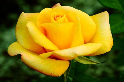 月季花品种介绍，为您介绍适合家庭养殖的月季花品种