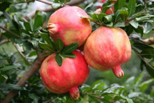 吃石榴上火吗？石榴适合什么人食用