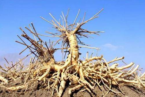 北方适合种植什么中药材，这些北方药材品质稳定价格高