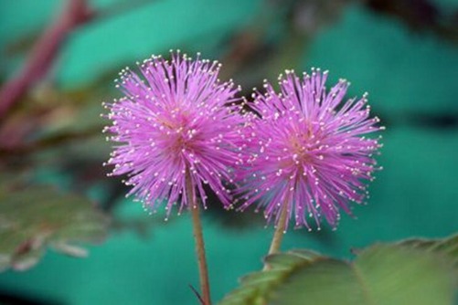 含羞草会开花吗？含羞草的生长习性介绍