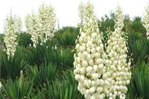 丝兰的养殖方法，这样养丝兰开出一串串白色铃铛花