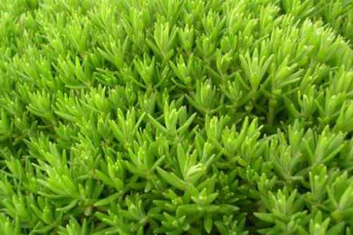 佛甲草种植方法，佛甲草养不死的“小强” 新手值得拥有