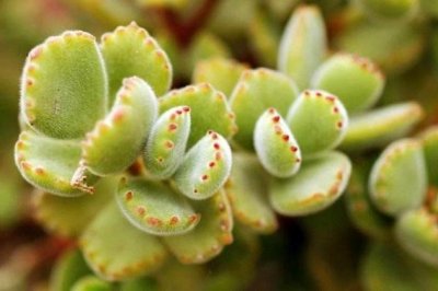 这些多肉植物长得像动物，种起来你就成为多肉“萌主”啦！