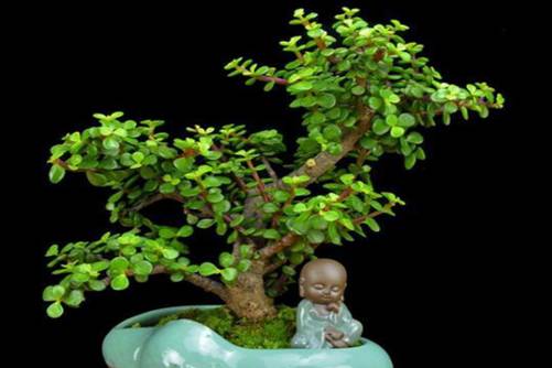 金枝玉叶摆放禁忌，金枝玉叶摆放位置还是有讲究滴