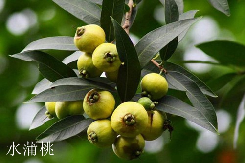 水蒲桃和海南蒲桃怎么区别，看完下面这两点就懂了